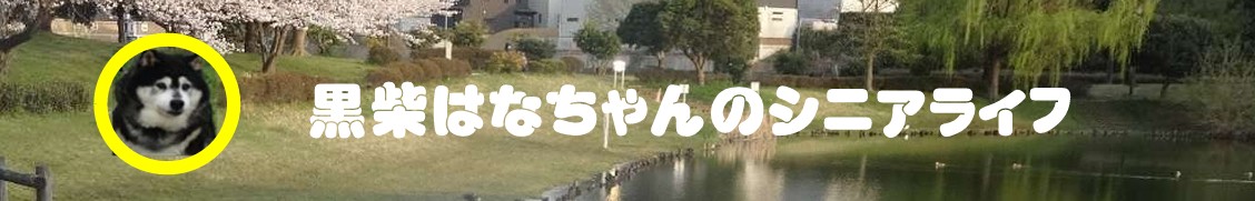 黒柴はなちゃんのシニアライフ